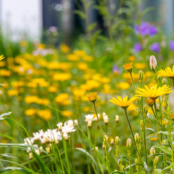 Naturnahe Gärten