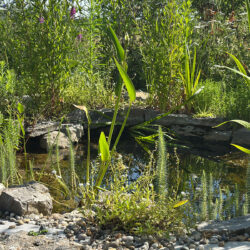 Naturnaher Teich